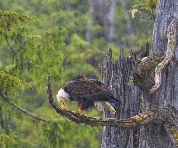 Pouring Rain. Photo by Dave Bell.