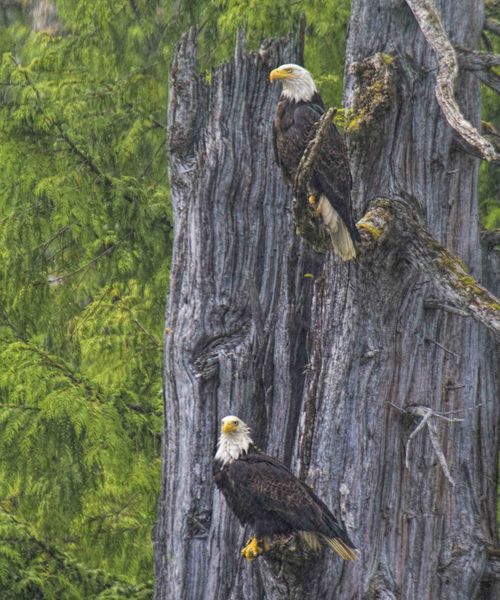 Double. Photo by Dave Bell.