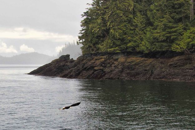 Eagle Dive. Photo by Dave Bell.