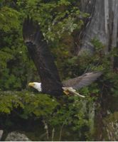 In Flight. Photo by Dave Bell.