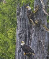 Double. Photo by Dave Bell.