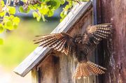 Dropping Inn. Photo by Dave Bell.