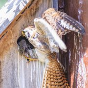 Handing Off A Dead Mouse!  Scrumdilllyicious.. Photo by Dave Bell.