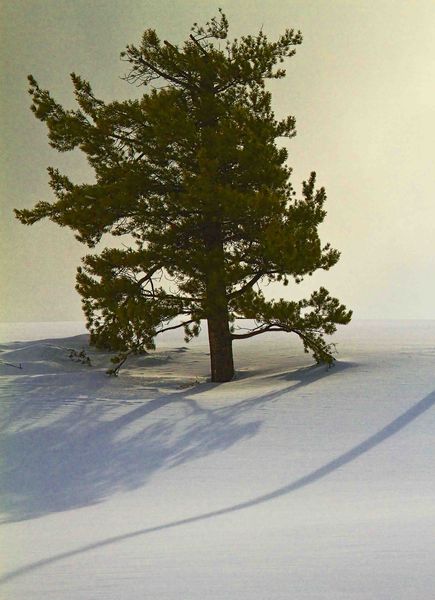 Lone Pine. Photo by Dave Bell.