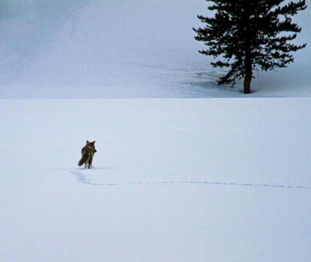 Wiley Coyote. Photo by Dave Bell.