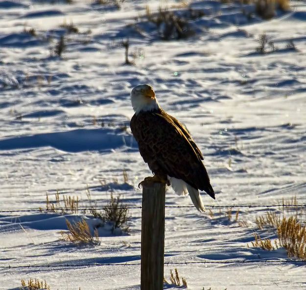 Baldy. Photo by Dave Bell.