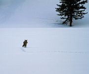 Wiley Coyote. Photo by Dave Bell.