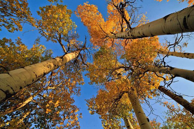 Golden Dizzy. Photo by Dave Bell.