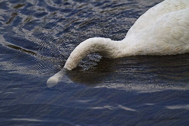 Underwater. Photo by Dave Bell.