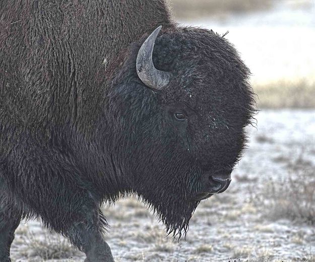 American Bison. Photo by Dave Bell.