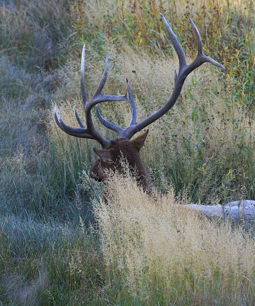 Unconcerned. Photo by Dave Bell.