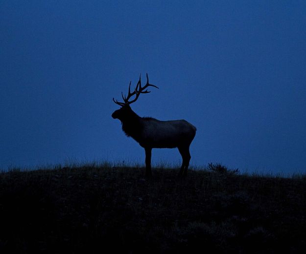 Silhouette. Photo by Dave Bell.