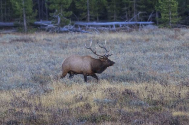 Lead Bull. Photo by Dave Bell.