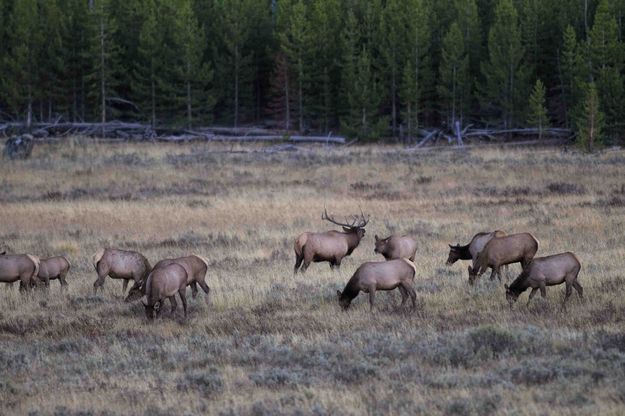 Bull And Ladies. Photo by Dave Bell.