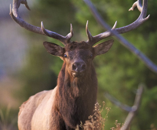 Who Was More Surprised?. Photo by Dave Bell.