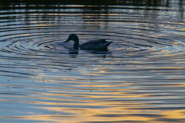 Concentric Circles. Photo by Dave Bell.