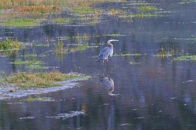 Great Blue Heron. Photo by Dave Bell.
