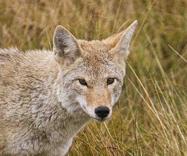 Mr. Coyoteeee. Photo by Dave Bell.