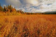 Golden Wheat Field. Photo by Dave Bell.