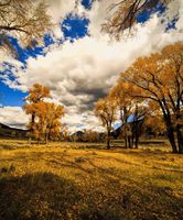 Lamar Cottonwoods. Photo by Dave Bell.