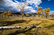 Lamar Cottonwoods. Photo by Dave Bell.