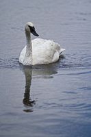 Swan. Photo by Dave Bell.