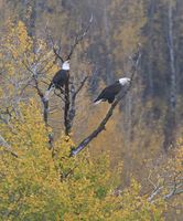 Hunting Buddies. Photo by Dave Bell.