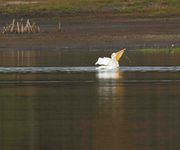 Down The Hatch. Photo by Dave Bell.