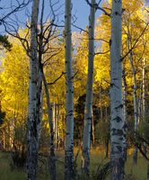 Fall Aspens. Photo by Dave Bell.