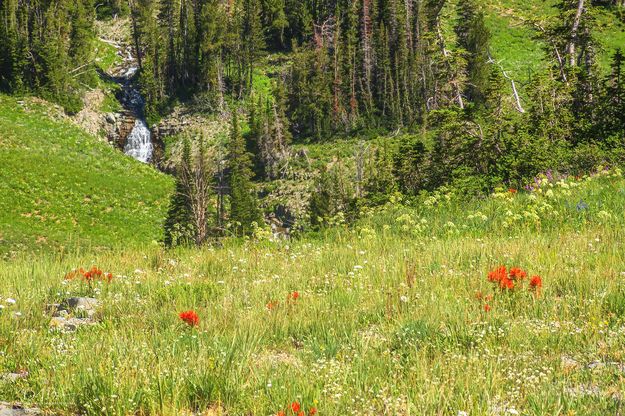 Flowers And Water. Photo by Dave Bell.