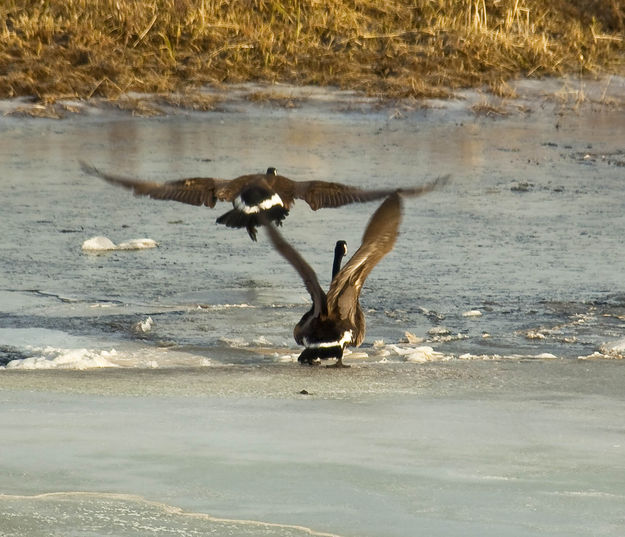 Well Wait For Me!. Photo by Dave Bell.