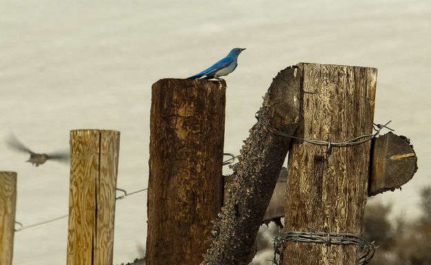 Mountain Bluebird. Photo by Dave Bell.