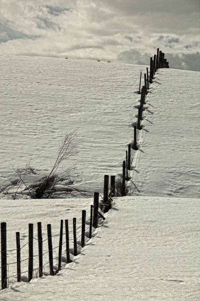 Fenceline. Photo by Dave Bell.