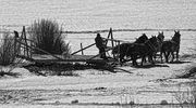 Horse Drawn Haywagon. Photo by Dave Bell.