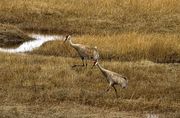 Sandhills. Photo by Dave Bell.