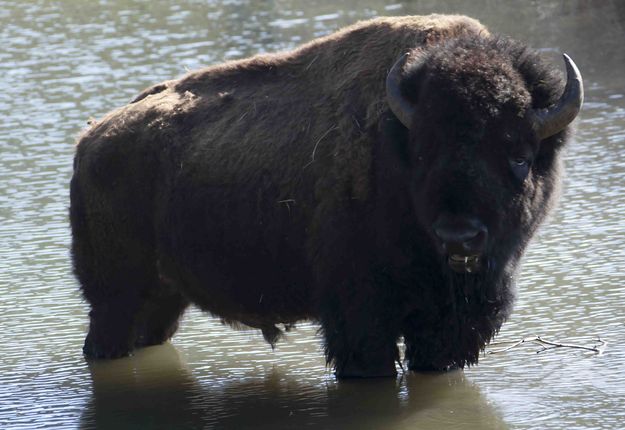 Tatanka. Photo by Dave Bell.