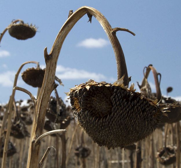 David's Sunflower Seeds. Photo by Dave Bell.