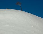 Lone Tree. Photo by Dave Bell.