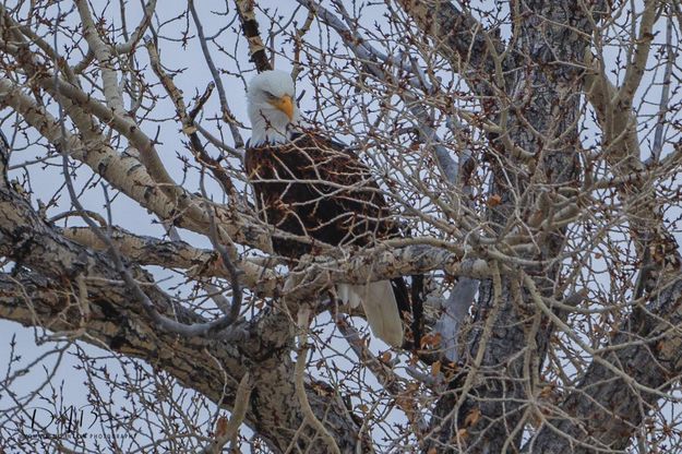 Baldy Eyes. Photo by Dave Bell.