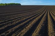 Potato Planting Rows. Photo by Dave Bell.