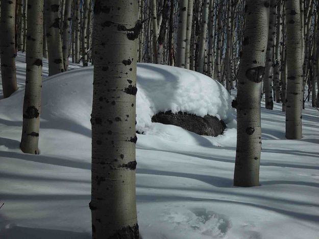 Deep Snow . Photo by Dave Bell.