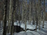 Aspen Grove. Photo by Dave Bell.