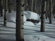 Deep Snow . Photo by Dave Bell.