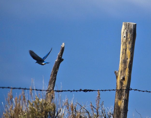 Bluebird In Flight. Photo by Dave Bell.