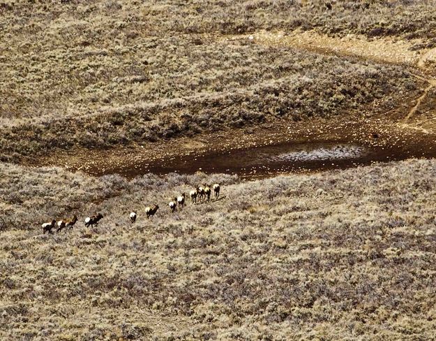 Elk On The Move. Photo by Dave Bell.