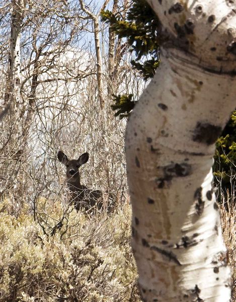 All Ears. Photo by Dave Bell.