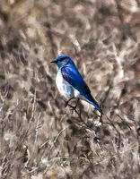 Mountain Bluebird. Photo by Dave Bell.