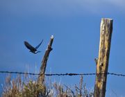 Bluebird In Flight. Photo by Dave Bell.