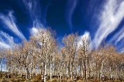 Mares Tail Overtakes Aspen. Photo by Dave Bell.