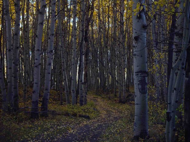 Aspen Leaves On The Path. Photo by Dave Bell.